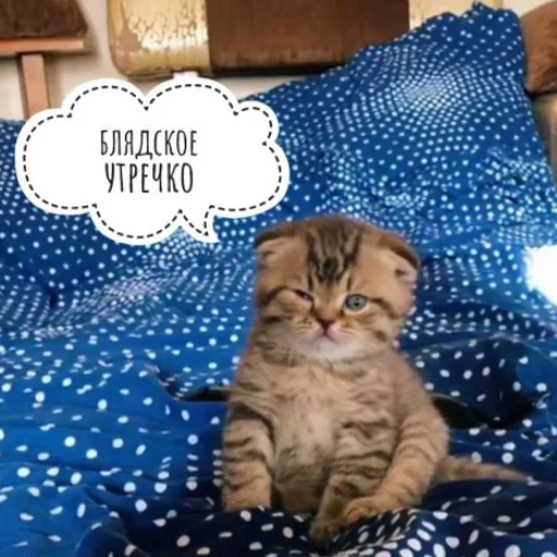 cat small to medium-sized cats felidae