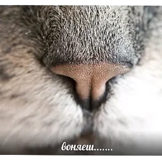 Стикер юля дура - 9