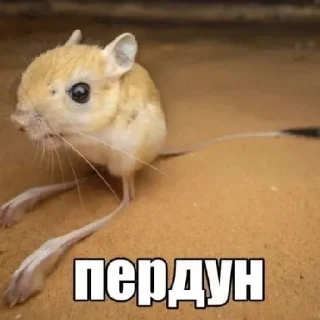 Sticker ЭТО РЕАЛЬНО СТИКЕРЫ Я НЕ ВРУ РЕБЯТА ЭТО СТИКЕ.. - 10