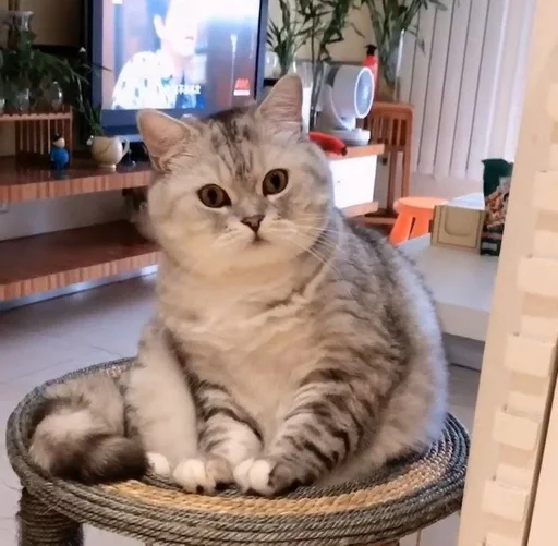 cat small to medium-sized cats felidae