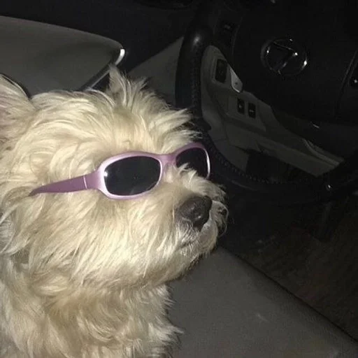 pet dog breed terrier