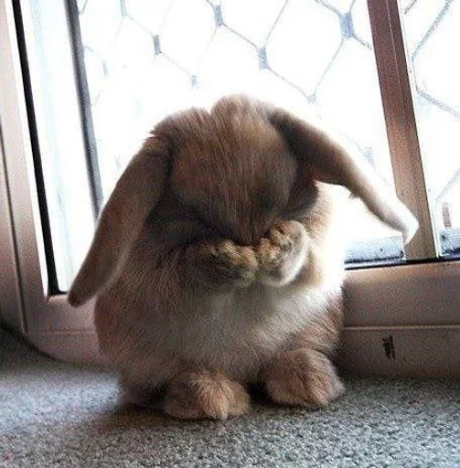 mammal animal indoor