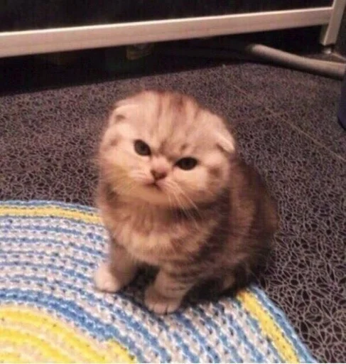 animal small to medium-sized cats cat