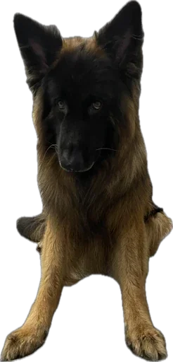 животное млекопитающее собака