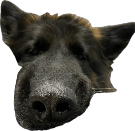 animal mammal snout