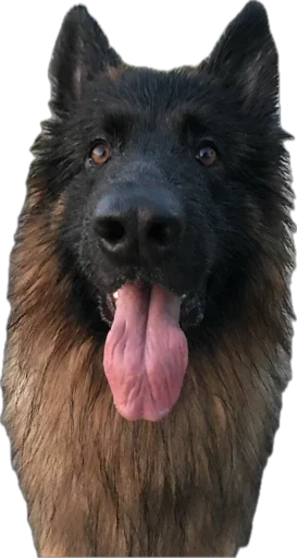 млекопитающее животное рыло