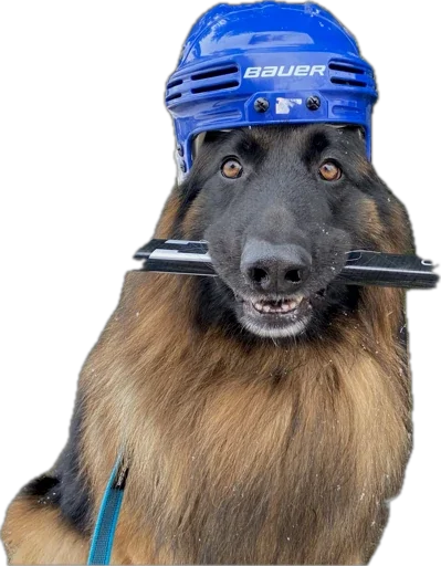 animal dog breed mammal