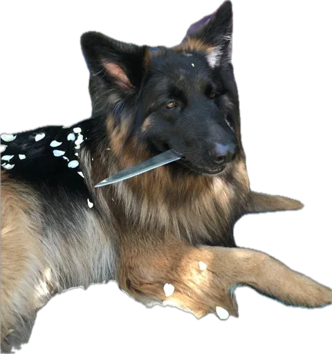 млекопитающее животное собака