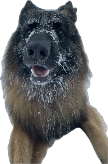 Стикер ErgarushkaZhopkaPuhnata - 7