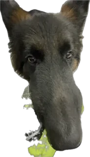 Стикер ErgarushkaZhopkaPuhnata - 3