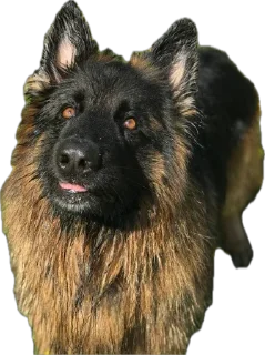 Стикер ErgarushkaZhopkaPuhnata - 0