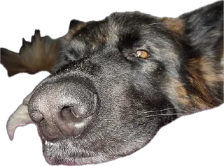 Стикер ErgarushkaZhopkaPuhnata - 4