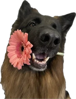 Стикер ErgarushkaZhopkaPuhnata - 9