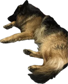 Стикер ErgarushkaZhopkaPuhnata - 8