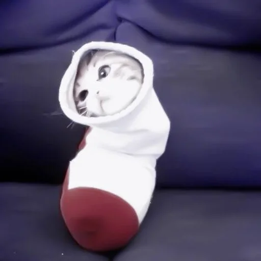 cartoon white indoor