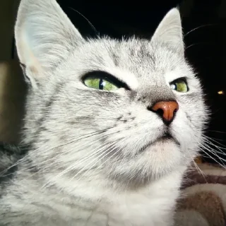 Стикер усталые стикеры - 10