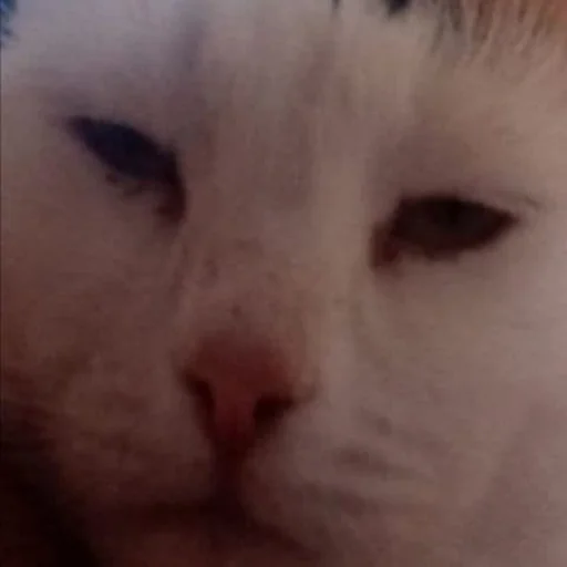 млекопитающее животное кошка