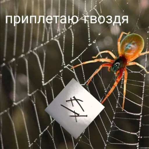 invertebrate animal spider