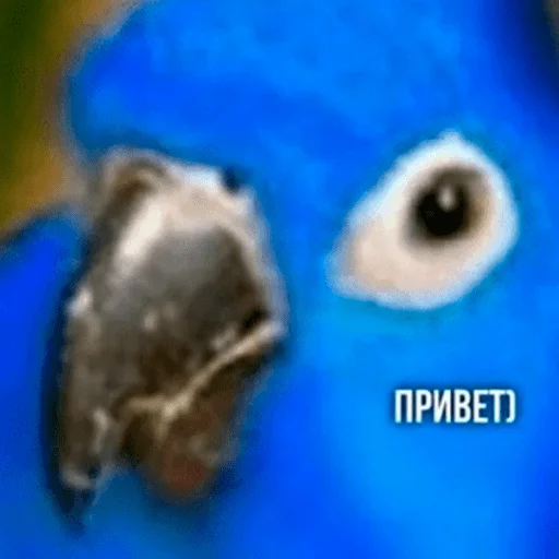 животное птица попугай