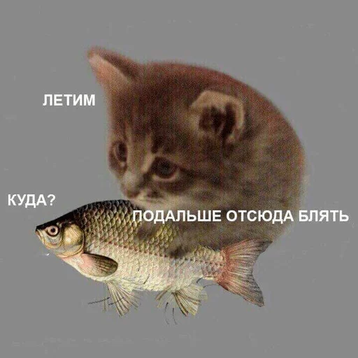 животное рыба кошка