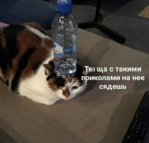 кошка животное комнатный