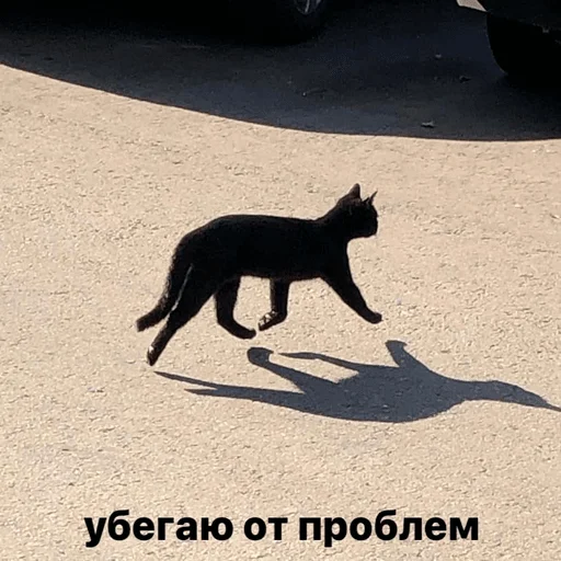 на открытом воздухе земля млекопитающее