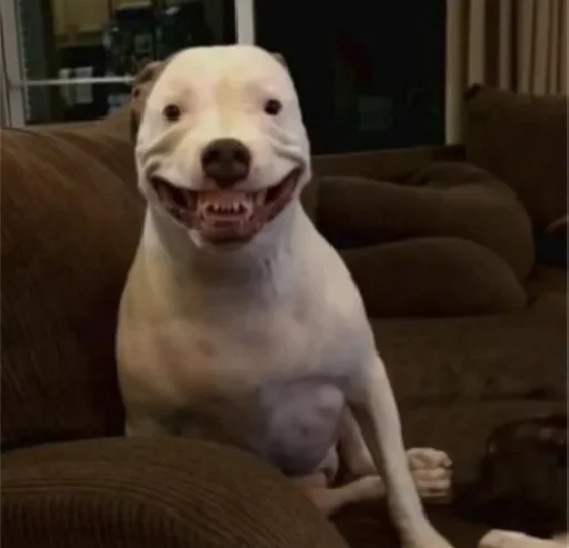 животное млекопитающее собака