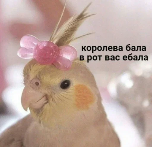 животное птица попугай