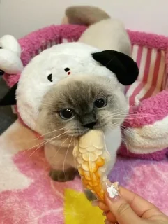 Стикер Больше стиков тут: @stikery4 - 4