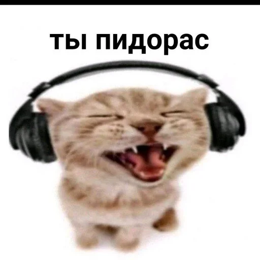 наушники животное млекопитающее