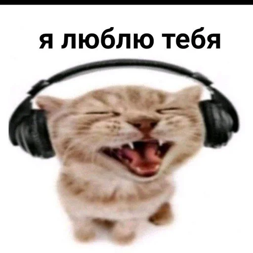 наушники животное млекопитающее