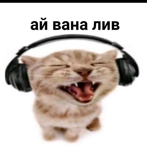 headphones animal mammal