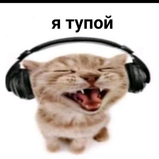 headphones animal mammal