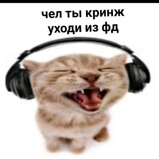 headphones animal mammal