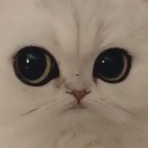 животное млекопитающее кошка