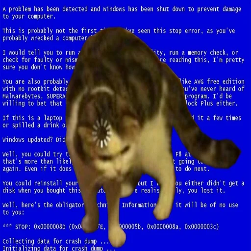 text cat mammal