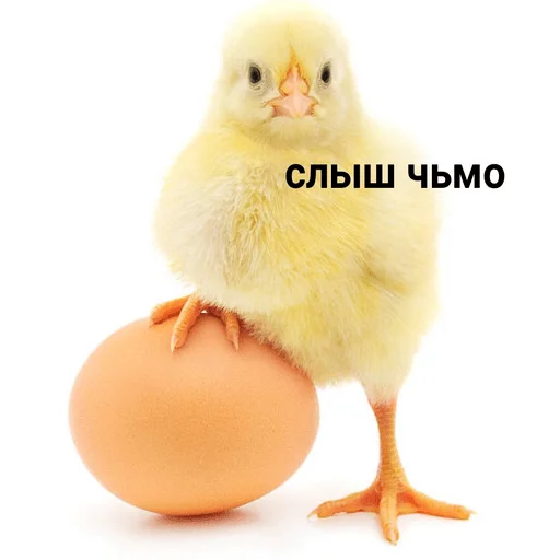 gallinaceous bird chicken bird