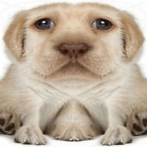 mammal dog breed animal