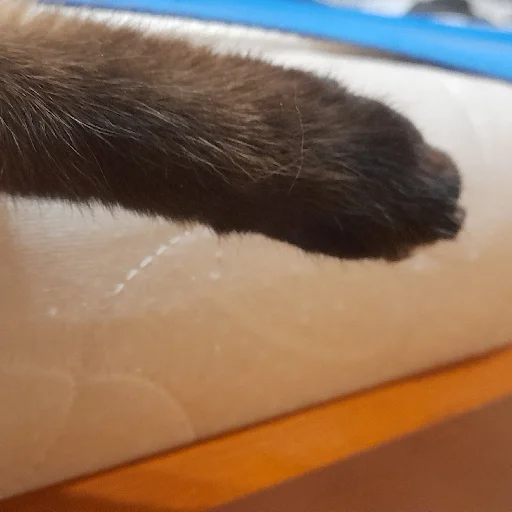 @evaryday_normal_guy - 