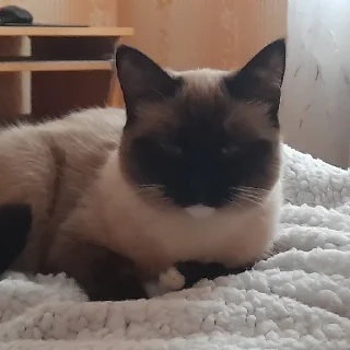 Sticker @evaryday_normal_guy - 8