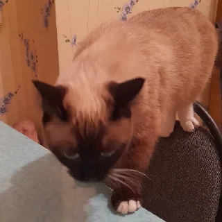 Sticker @evaryday_normal_guy - 6