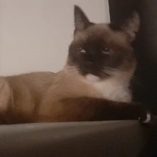 Sticker @evaryday_normal_guy - 11