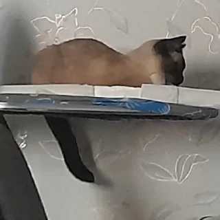 Sticker @evaryday_normal_guy - 3