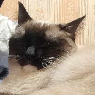 Sticker @evaryday_normal_guy - 1