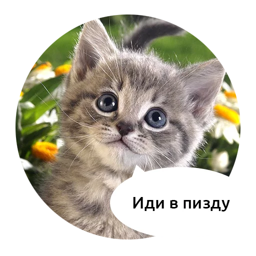 cat small to medium-sized cats animal