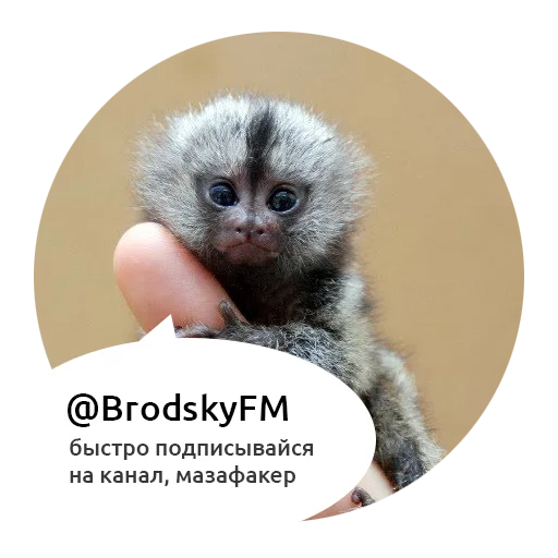 животное млекопитающее мех