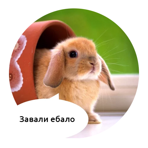 животное млекопитающее кролик