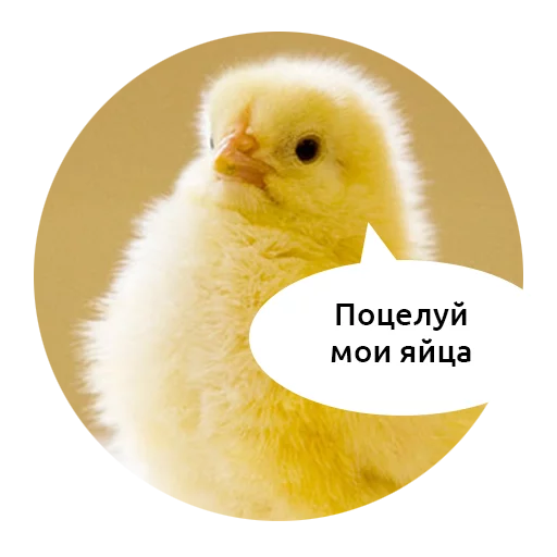 птица животное галловая птица