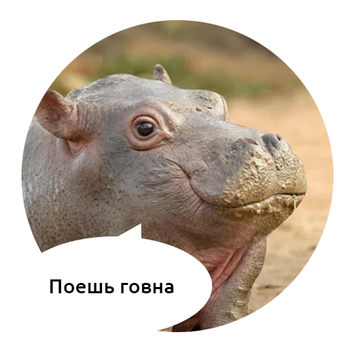 млекопитающее животное рыло