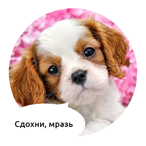 порода собак домашнее животное животное